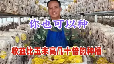 农村致富好项目，1斤38元，种10亩年入70万，种植简单 #农村致富好项目 #三农 #鸡油菌种植 #返乡创业 #菌菇种植