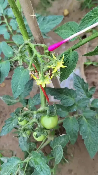 番茄授粉点花#座果灵#番茄种植 #抖音助农