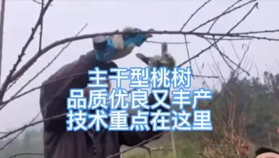 主干形桃树修剪 #田间地头实操干货 #种植小技巧 #果树管理 #来抖音学农枝 #三农