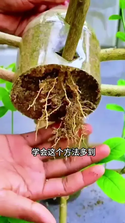 柠檬树不用买，学会这个扦插方法，多得你不想要#扦插 #花卉绿植 #柠檬树