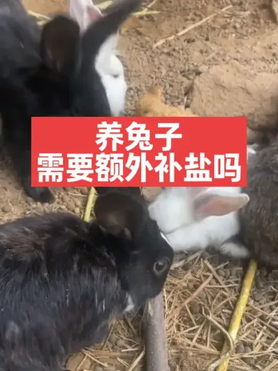 养兔子需要额外补盐吗？ #三农#养殖#兔子#养兔人