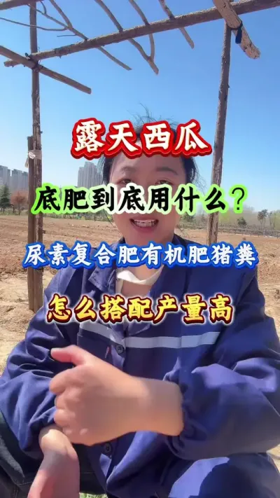 西瓜种植 露天西瓜底肥用什么尿素复合肥有机肥猪粪怎么搭配产高#西瓜种植#西瓜管理#西瓜高产#露天西瓜