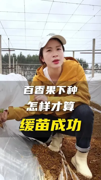 下种的百香果苗怎么才算缓苗成功呢？#百香果 #百香果种植技术 #抖音助农