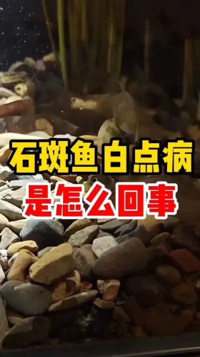 石斑鱼白点病是怎么回事 #水产养殖 #养鱼日记 #养鱼人 #石斑鱼 #养鱼