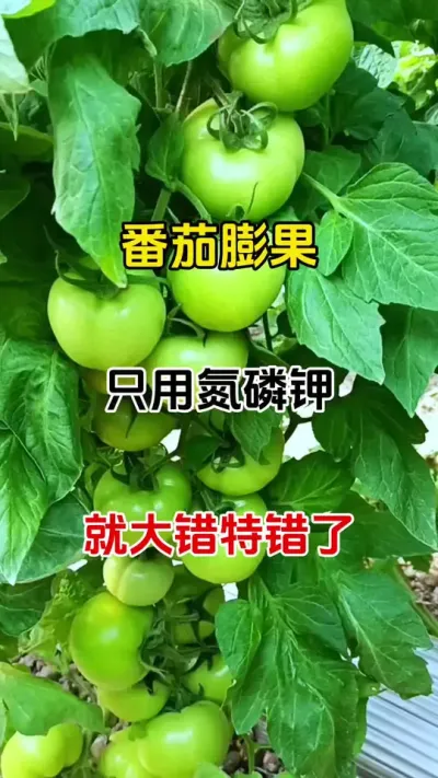 番茄果子小。转色慢，一招搞定，快速膨果#膨果 #膨果上色 #番茄种植技术