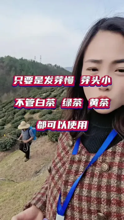 #发芽慢，不发芽冻害严重怎么办？#茶树种植技术与管理 #春茶明前茶采摘