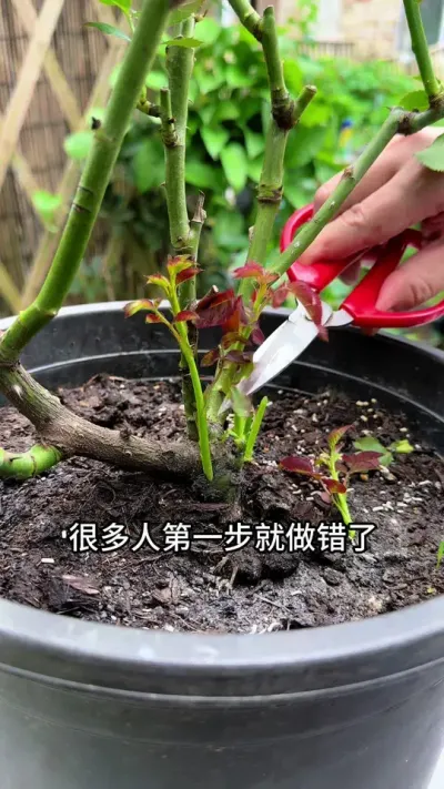 养月季，很多人第一步就做错了 #月季 #花卉绿植 #病虫害防治