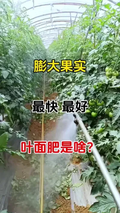 想要果子快速膨大，不空果不裂果，其实一点都不难，安全无激素，瓜果蔬菜都适用#膨果 #膨果增甜 #番茄种植 #农业种植