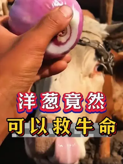 洋葱竟然可以救牛命#养牛人#新手养牛#养牛#牛羊养殖