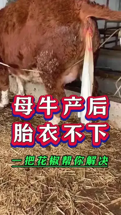 母牛产后胎衣不下，一把花椒帮你解决#养牛技术 #繁殖母牛 ###养牛人
