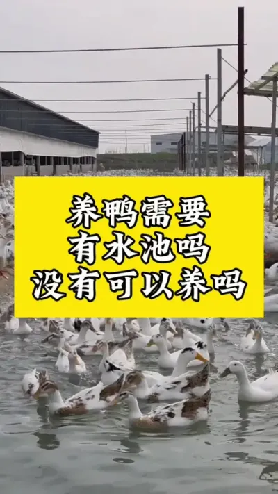 养鸭需要有水池吗，没有可以养吗#肉鸭养殖 #养鸭人 #养殖技术交流 #科学养鸭 #养鸭流程