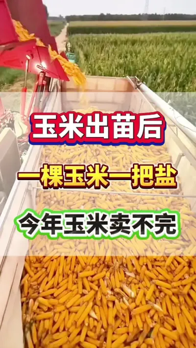 玉米出苗后，一棵玉米一把盐，今年玉米卖不完！#玉米种植   #玉米高产 #玉米高产种植技术 #玉米施肥 #传播农业小知识