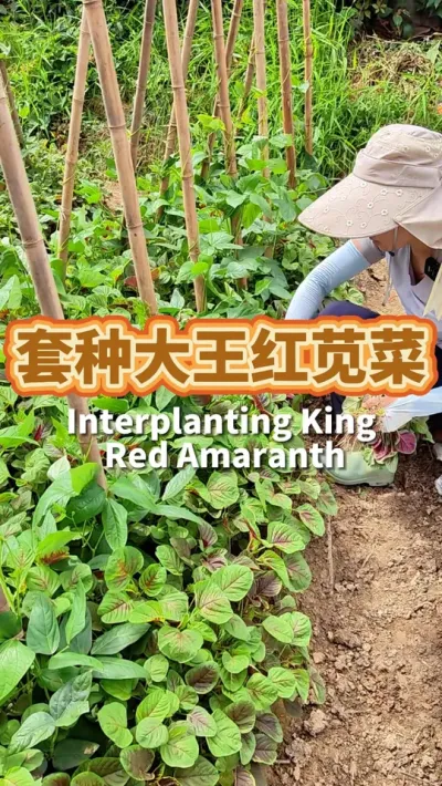 套种大王苋菜 你根本不需要单独给它安排一个地，番茄豇豆四季豆行间距里撒一撒就能长。秋天还可以和茼蒿一起套种，从3月一直种到10月#我的小菜园 #种植小技巧 #阳台种菜 #种苋菜 #套种