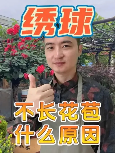 绣球不长花苞是怎么回事？ #养花  #绣球  #养花小知识