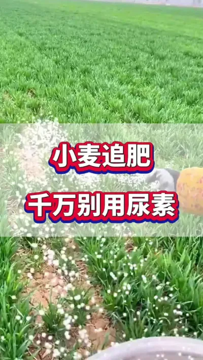 小麦追肥千万别只知道用尿素了！#小麦种植 #小麦追肥  #小麦高产 #小麦种植管理技术
