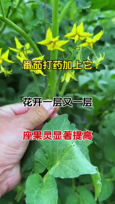 番茄开花不停，结果不断，就加它#番茄种植 #促花保果 #西红柿种植