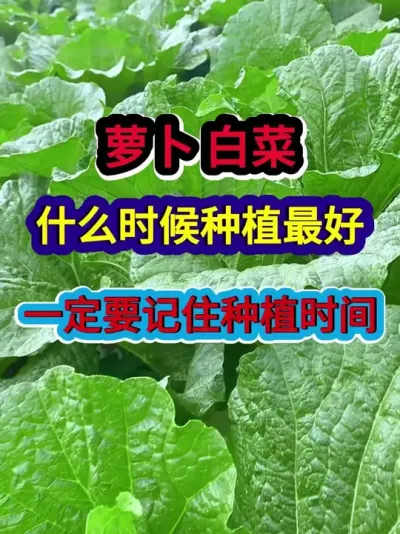 萝卜白菜什么时候种植最好一定要记住种植时间 #萝卜种植 #白菜种植 #农业种植 #种植小技巧 #三农