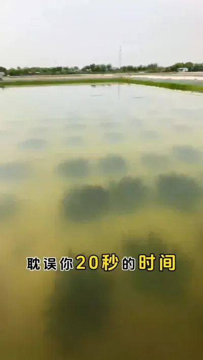 20秒的时间教会你，如果正确处理水浑。#鱼虾蟹养殖 #河蟹养殖 #螃蟹养殖 #三农 #粪净肽 @DOU+小助手