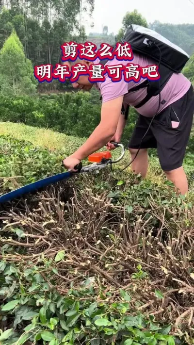 #茶树重修剪有什么好处？#茶树种植技术与管理 #春茶采完后修剪要点