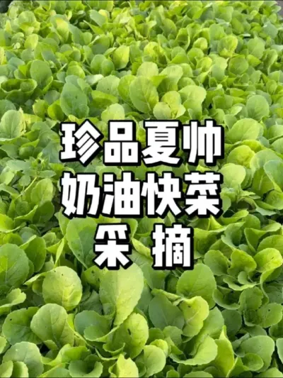 春天种小白菜多少天可以采收 