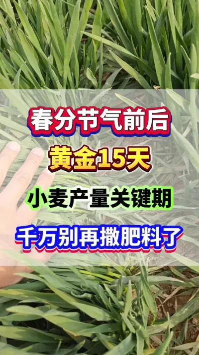 春分节气前后黄金15天，小麦产量形成关键期，千万别再撒肥料了！#小麦高产  #小麦种植  #小麦种植管理技术  #小麦追肥