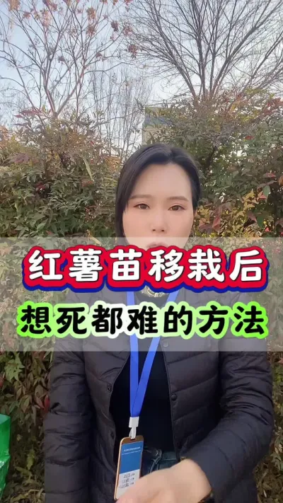 红薯苗移栽后想死都难的方法#红薯种植 #红薯高产种植 #红薯高产 #种红薯 #红薯大丰收