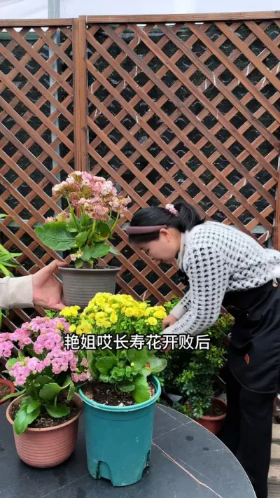 长寿花开败后，简单2步修剪，还能重新开#修剪#长寿花 #花卉绿植