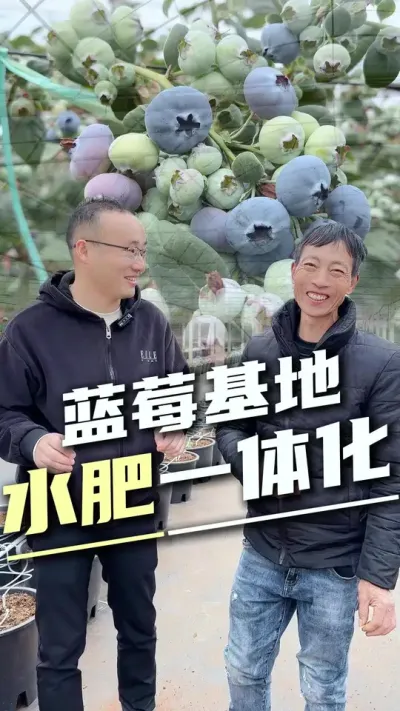 12亩蓝莓基地安装水肥一体化，营养机质和水肥的精准滴灌，大大提高蓝莓的品质和产量#水肥一体化 #蓝莓种植 #设施农业 #服务三农