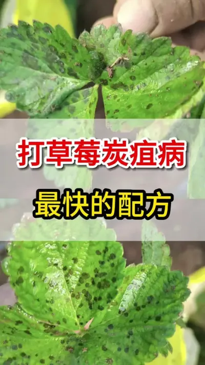 草莓育苗炭疽病，一个高招教会你#草莓苗 #炭疽病#三农