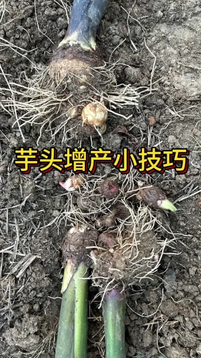 芋头增产小技巧 收完芋头领悟出一个小技巧，生长时抹过侧芽的比没有抹过侧芽的芋头长得大#种植小技巧 #阳台种菜 #我爱种菜 #芋头种植 #有机蔬菜
