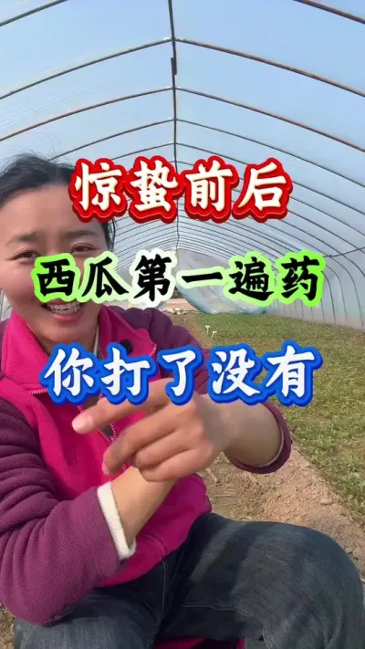 西瓜种植 惊蛰前后西瓜第一遍药你打了没#病虫害防治 #西瓜种植#西瓜管理 #种西瓜#西瓜高产