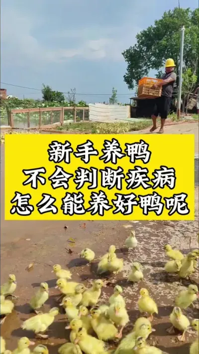 养鸭新手不会判断疾病，怎么能养好鸭#肉鸭养殖 #养鸭人 #养鸭 #养鸭流程 #养鸭技术分享
