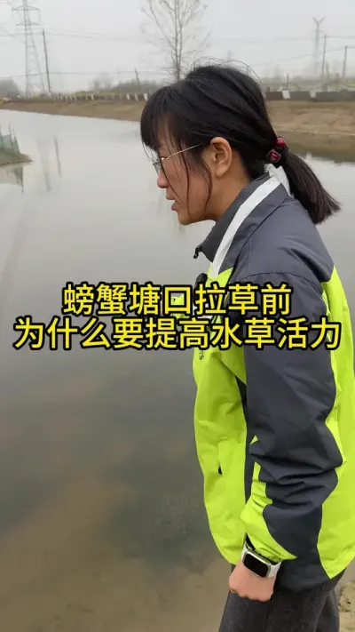 螃蟹塘口拉草前为什么要提高水草活力！！！！ #渔多多养殖模式 #河蟹养殖 #水产养殖 #三农 #大闸蟹养殖