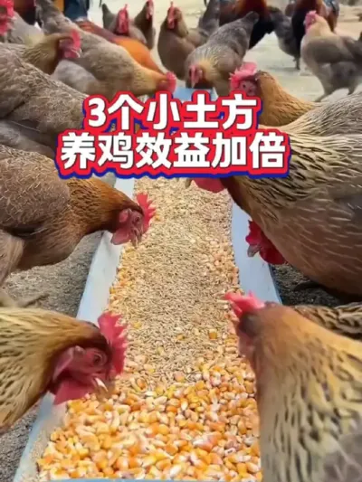 三个小土方，养鸡效益高翻倍#养鸡技术 #养鸡知识 #养鸡小妙招#土方养鸡#养鸡人