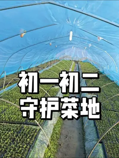 种菜人怎么过年，菜地过年的乐趣 #农业种植 #三农 #种植