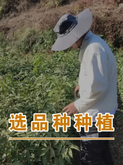 那么你认为哪些是荔枝主流品种呢？#广西灵山荔枝果苗#农业创业#抖音新农人计划2025#吕老师种果苗