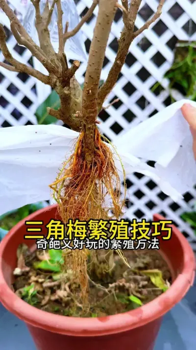 你有没有见过这么奇葩又好玩的扦插方法？#花卉绿植 #扦插 #三角梅
