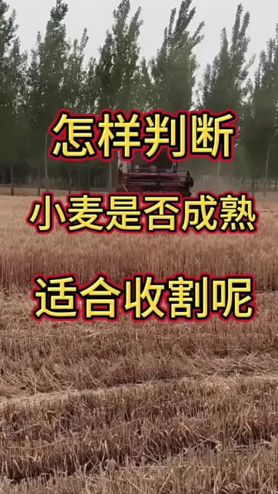 怎样判断小麦是否成熟#小麦 #收小麦 #收小麦的季节 @
