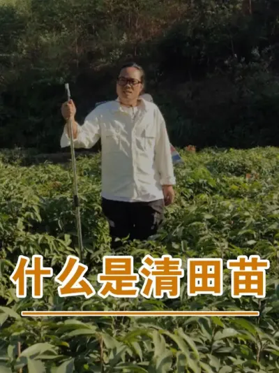 什么是荔枝苗的清田苗#广西灵山荔枝果苗#农业创业#抖音新农人计划2025#吕老师种果苗