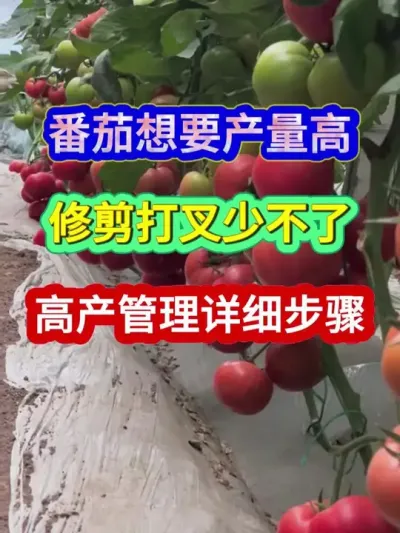 番茄想要产量高修剪打叉少不了高产管详细步骤 #番茄种植 #西红柿种植 #农业种植 #种植小技巧 #分享农业知识帮农民增产增收