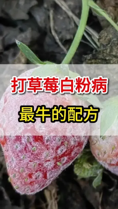 草莓白粉病，教你一个最牛配方都搞定#白粉病#三农#三农