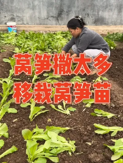 播种的时候莴笋种子撒太密，一个月后直接傻眼了，长得非常多。记录移栽莴笋过程#莴笋 #种植小技巧 #记录真实生活 #强迫症治愈系 #我的小菜园
