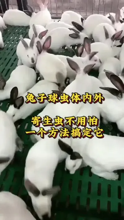 兔子球虫体内外寄生虫不用怕，一个方法搞定它。 #养兔人  #肉兔养殖  #养兔技术  #养兔小妙招 #养兔子注意事项