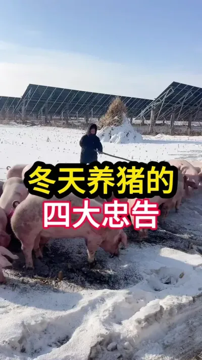 冬天养猪的四大忠告 #农村创业养殖 #三农 #养猪人不容易 #养猪人加油干 #猪