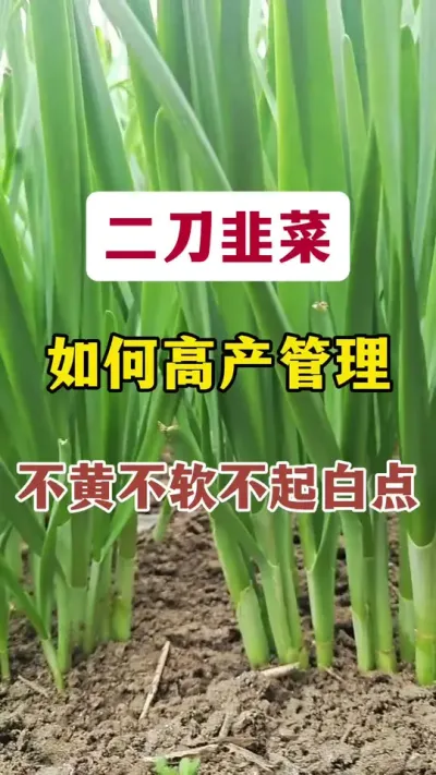 二刀韭菜如何高产管理，不黄不软不起白点。#韭菜管理 #韭菜种植 #二刀韭菜管理 #韭菜施肥 #韭菜施什么肥根粗
