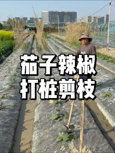 辣椒茄子如何修剪，架子怎么搭 