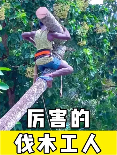 厉害的伐木工#伐木工 #伐木 #神操作 #高手在民间 #劳动人民最光荣