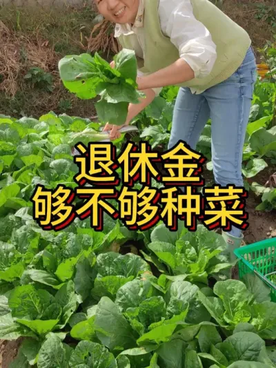 退休了想租地种菜 每一年的花费需要多少？对于健康来说，种有机菜的投入是值得的#我的小菜园 #退休生活 #我爱种菜 #阳台种菜 #自己种的纯天然的绿色蔬菜