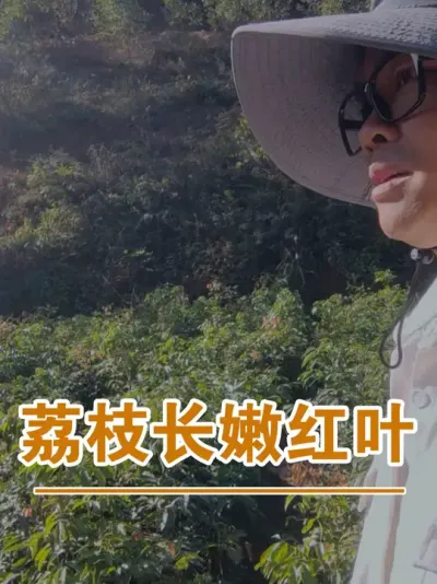 荔枝这种红色的嫩叶要摘掉#广西灵山荔枝果苗#农业创业#抖音新农人计划2025#吕老师种果苗