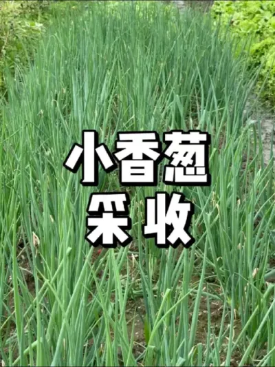 小香葱种植到收获，葱种植技巧 